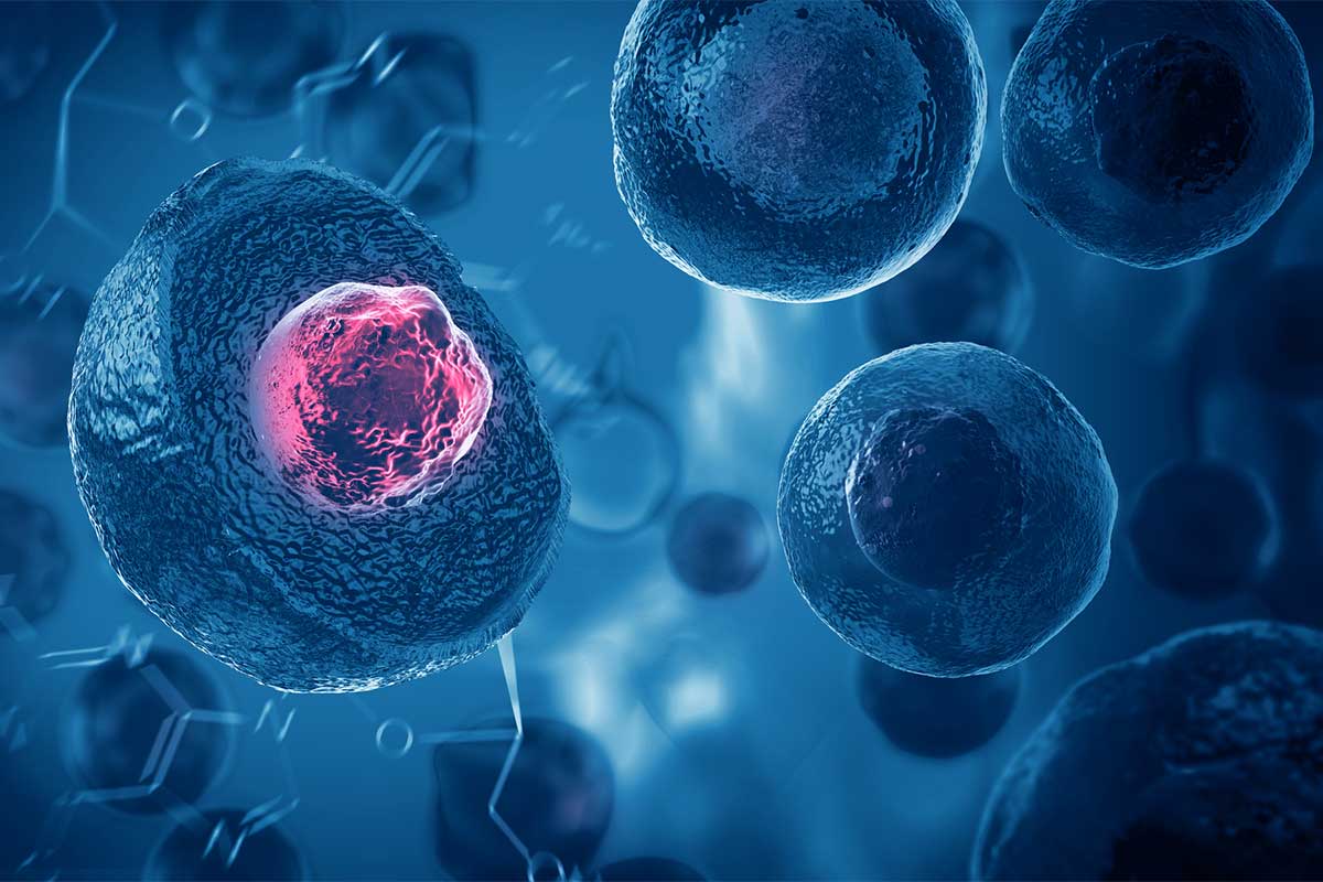 What Is A Stem Cell?